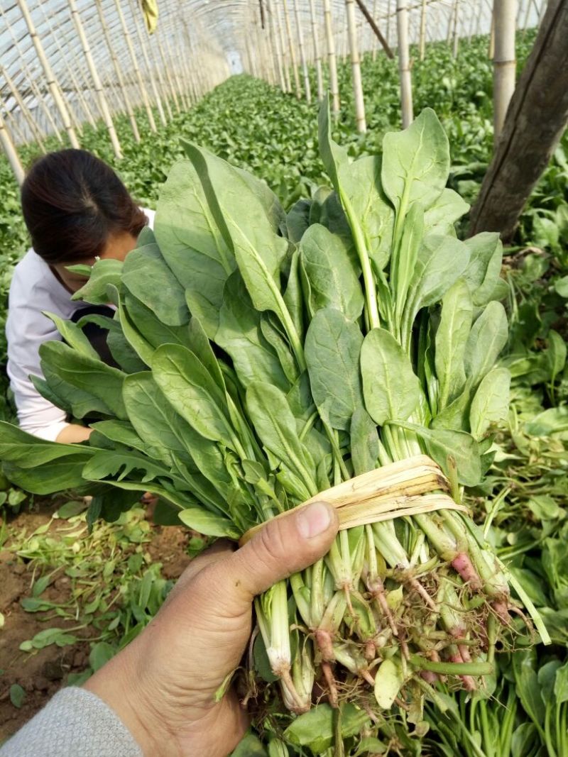 小叶菠菜30~35厘米
