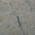 金钟连翘3cm10~180cm