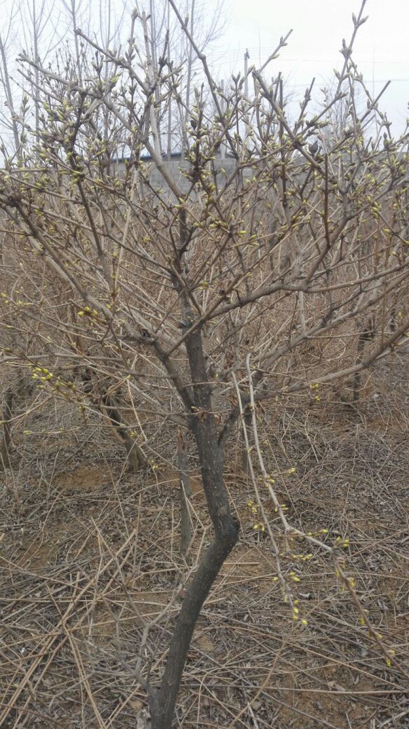 金钟连翘3cm10~180cm