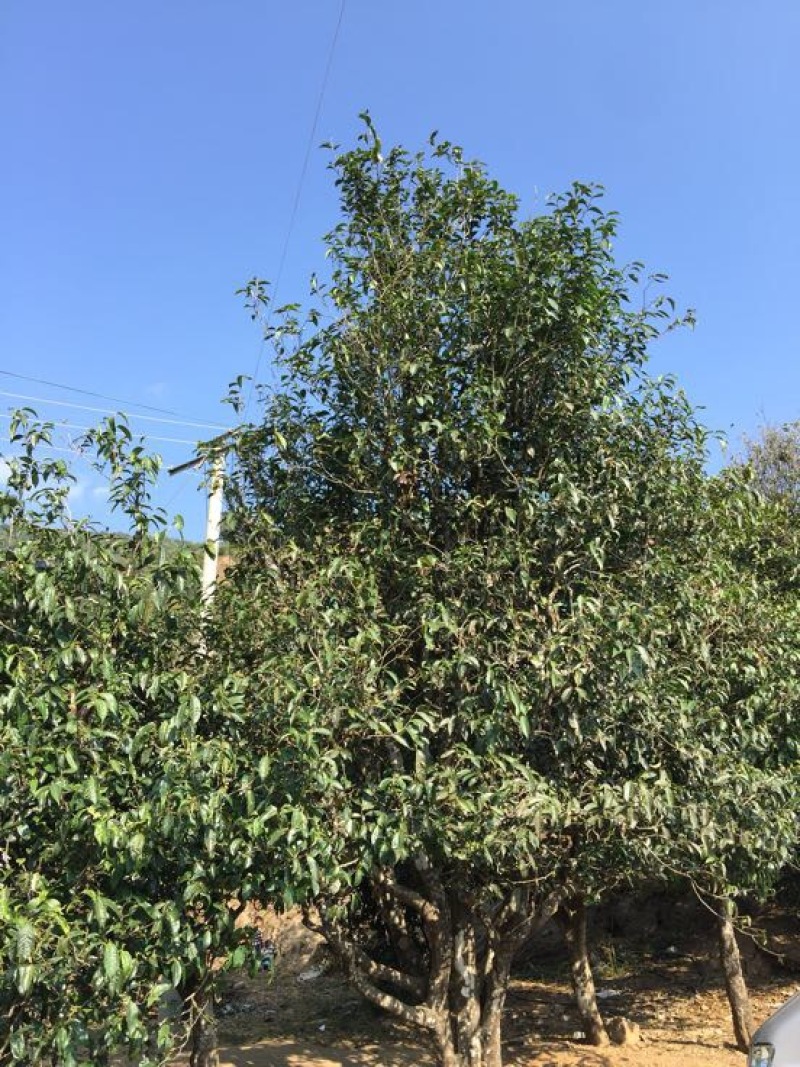 古树茶