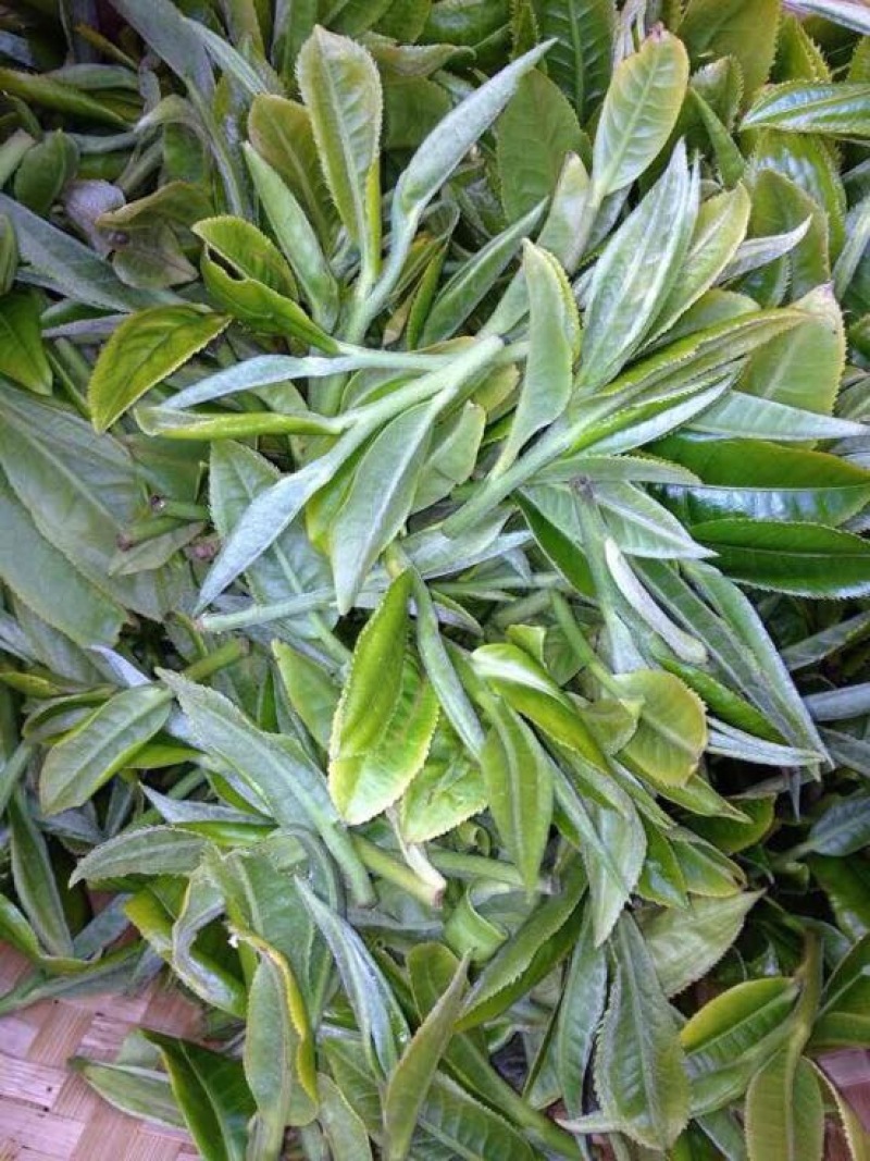 古树茶