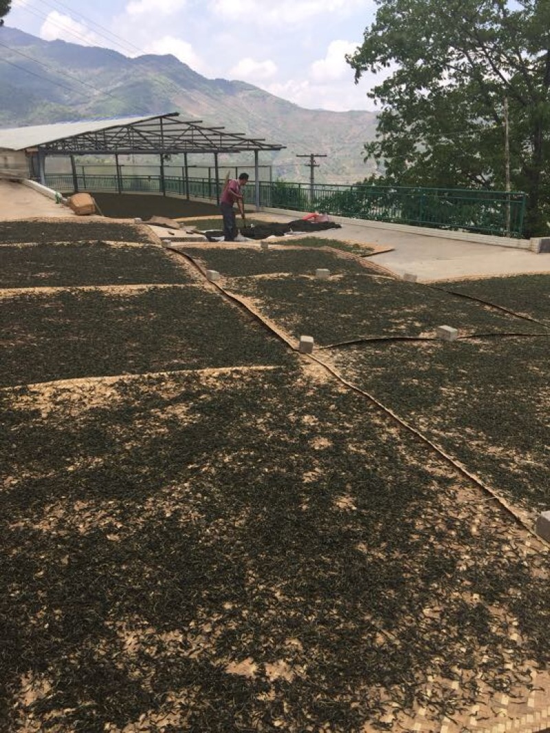 古树茶