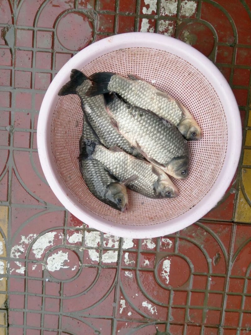 白鲫食用