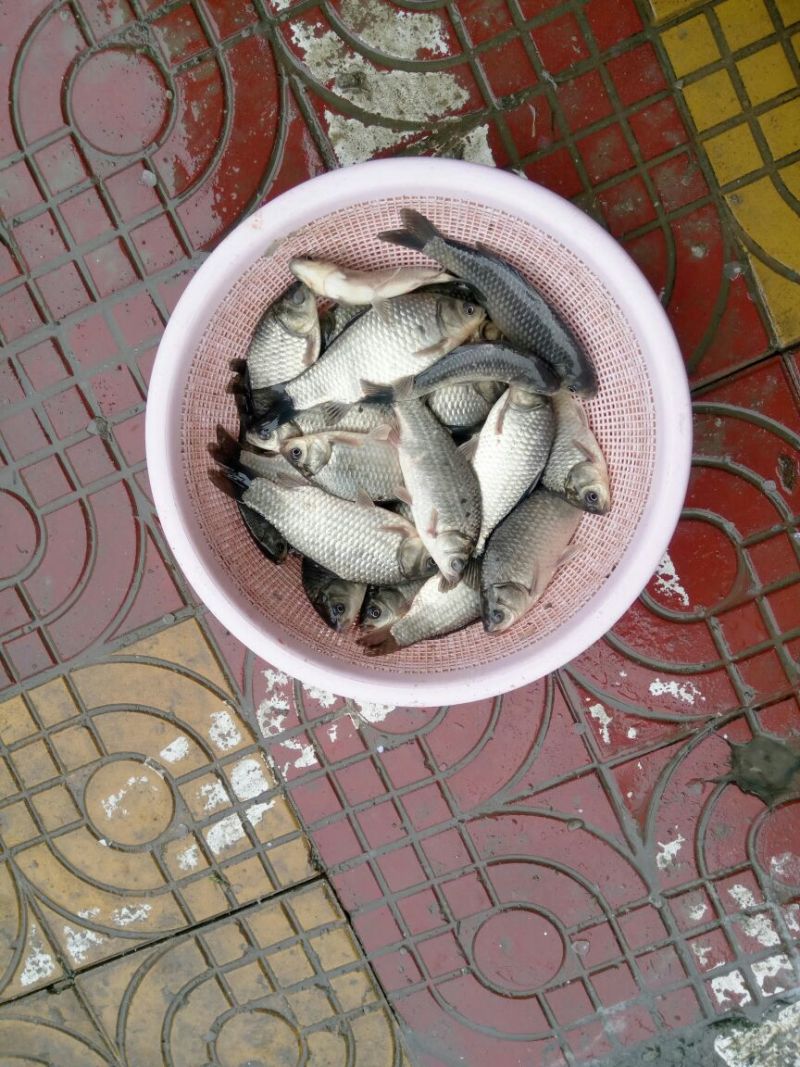 白鲫食用