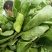 小叶菠菜30~35厘米