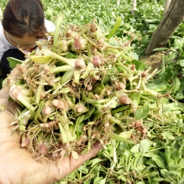 小叶菠菜30~35厘米