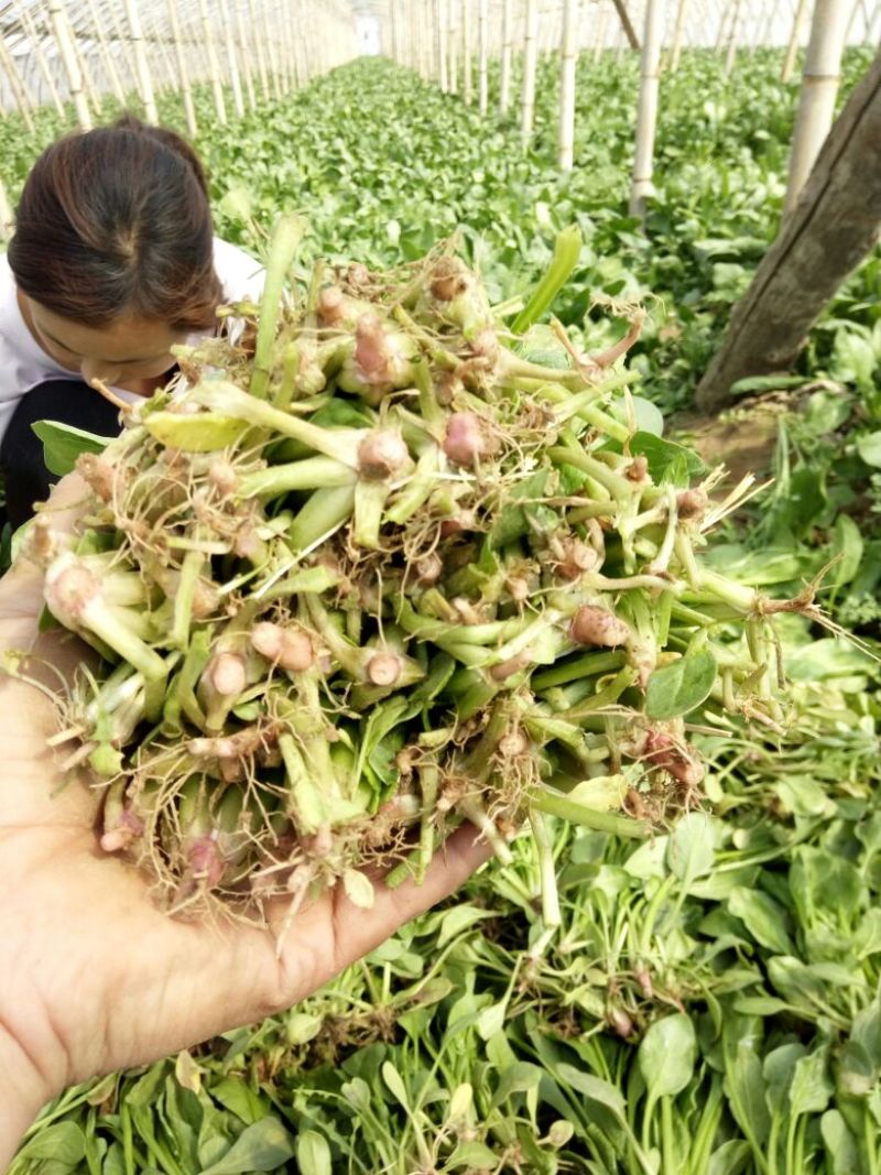 小叶菠菜30~35厘米
