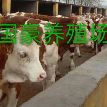 鲁西黄牛犊100~200kg