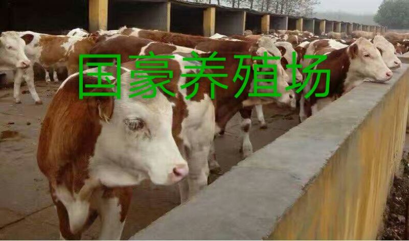鲁西黄牛犊100~200kg
