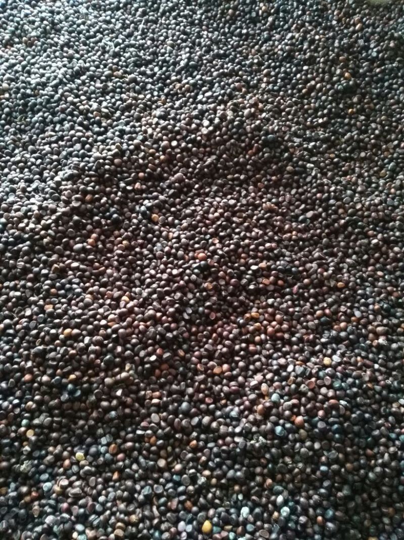 芍药2一5年苗，根系发达，长势良好，量大从优