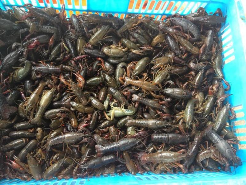 江苏小龙虾虾苗藕塘套养2-4钱（10-20克）种苗