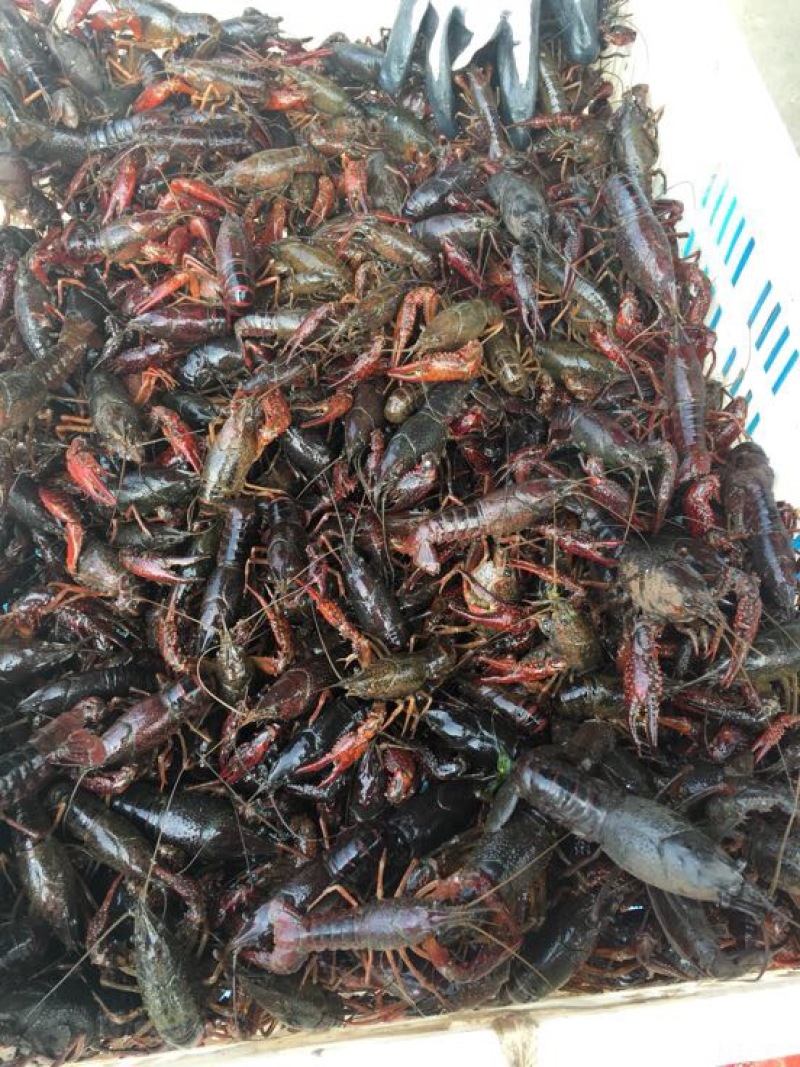 江苏小龙虾虾苗藕塘套养2-4钱（10-20克）种苗