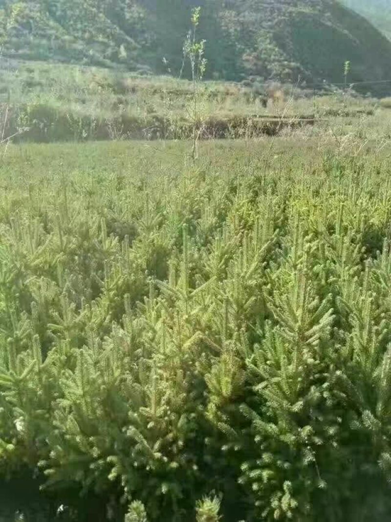 造型松2公分