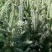 造型松2公分