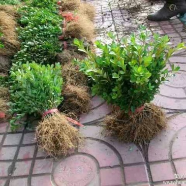 小叶黄杨苗（自家货源，苗圃现货，）
