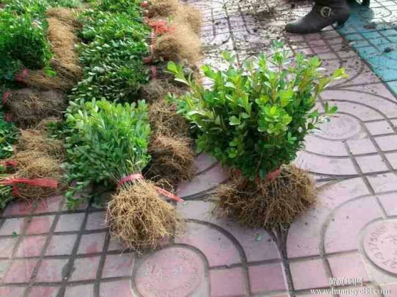 小叶黄杨苗（自家货源，苗圃现货，）