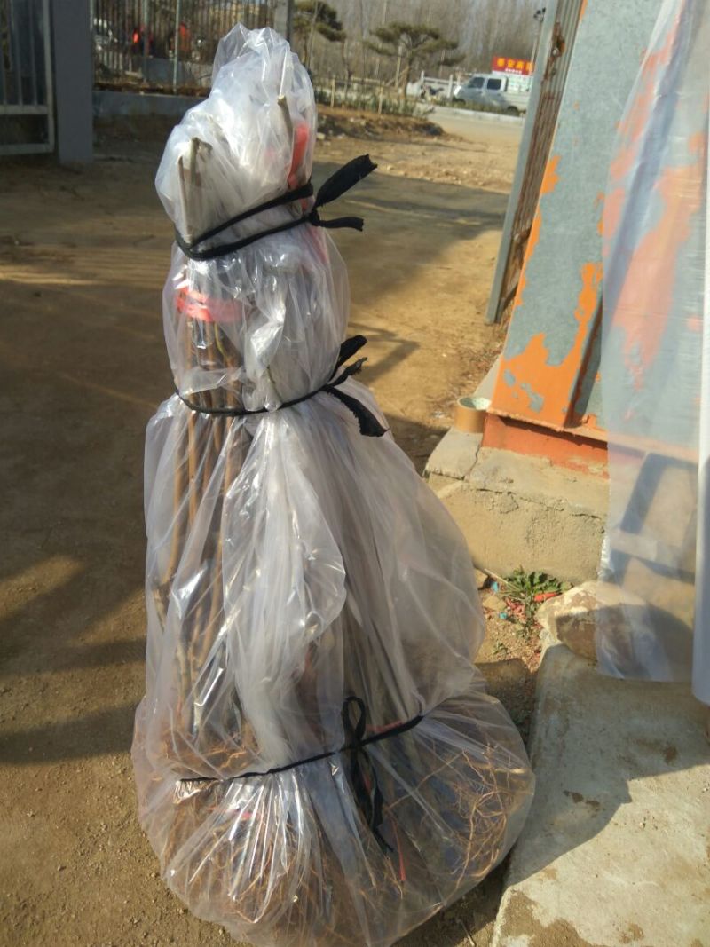 春雪桃树苗包品种包质量6月中旬成熟的桃树苗品种早熟品种