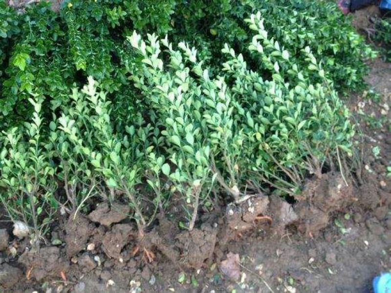 大叶黄杨苗50~60cm。物美价廉