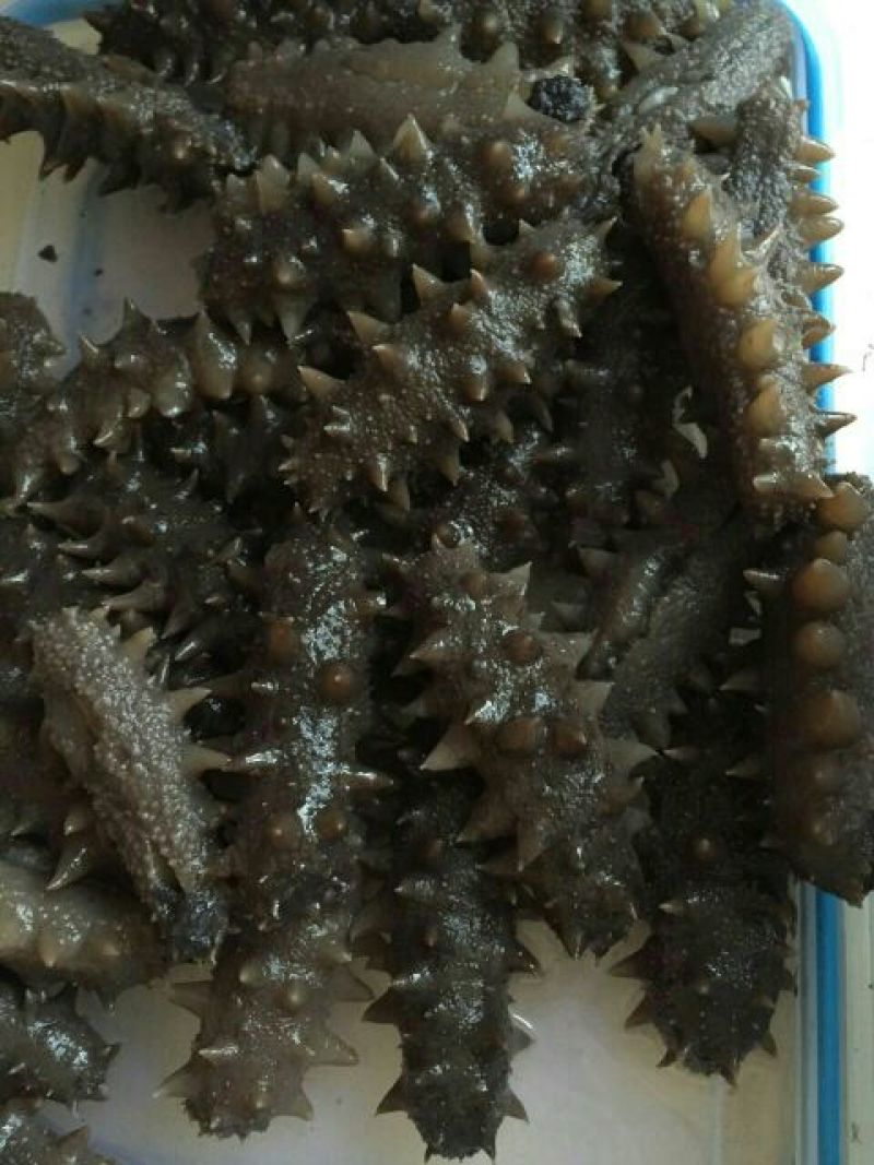 海参食用即食
