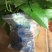 海参食用即食