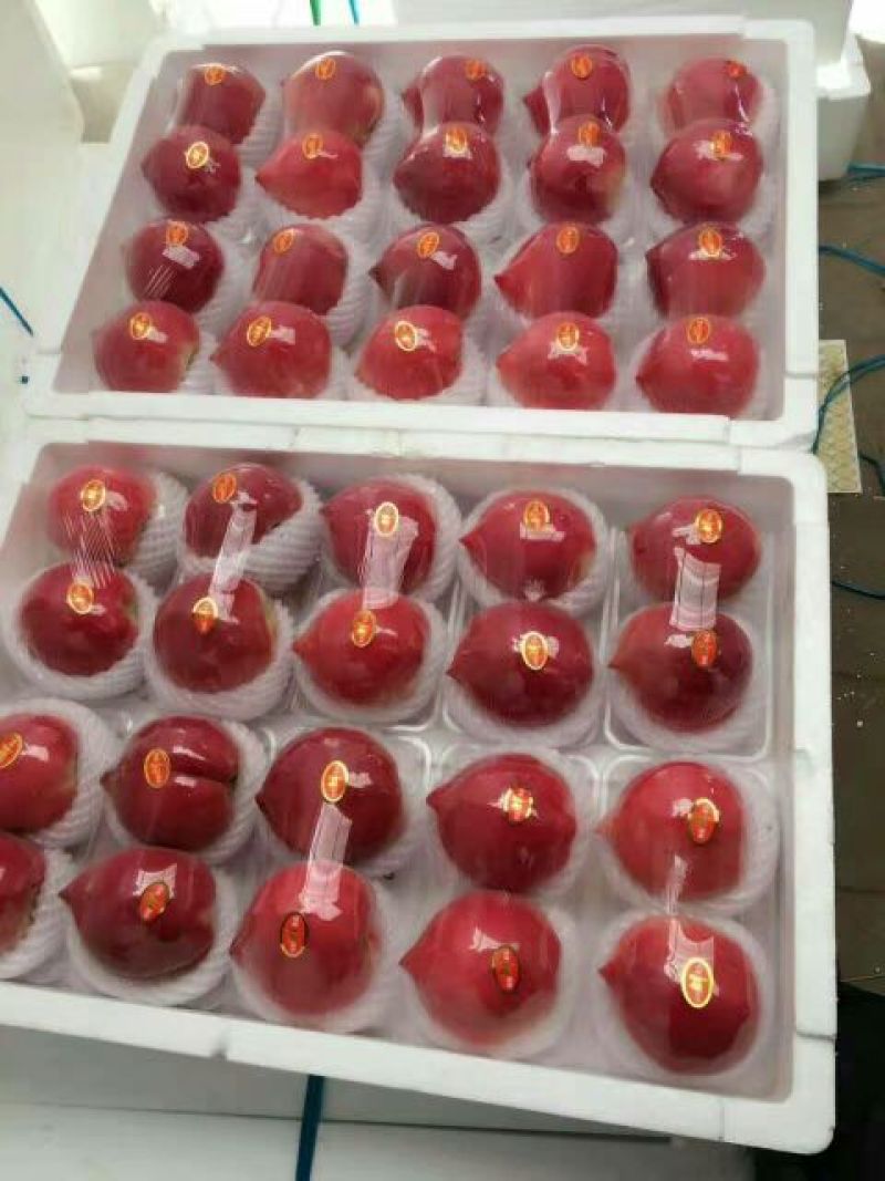 春雪桃春雪毛桃