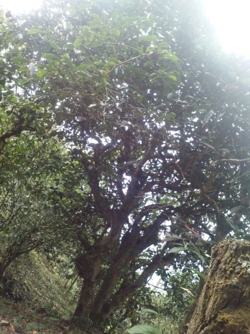 古树普洱茶一级