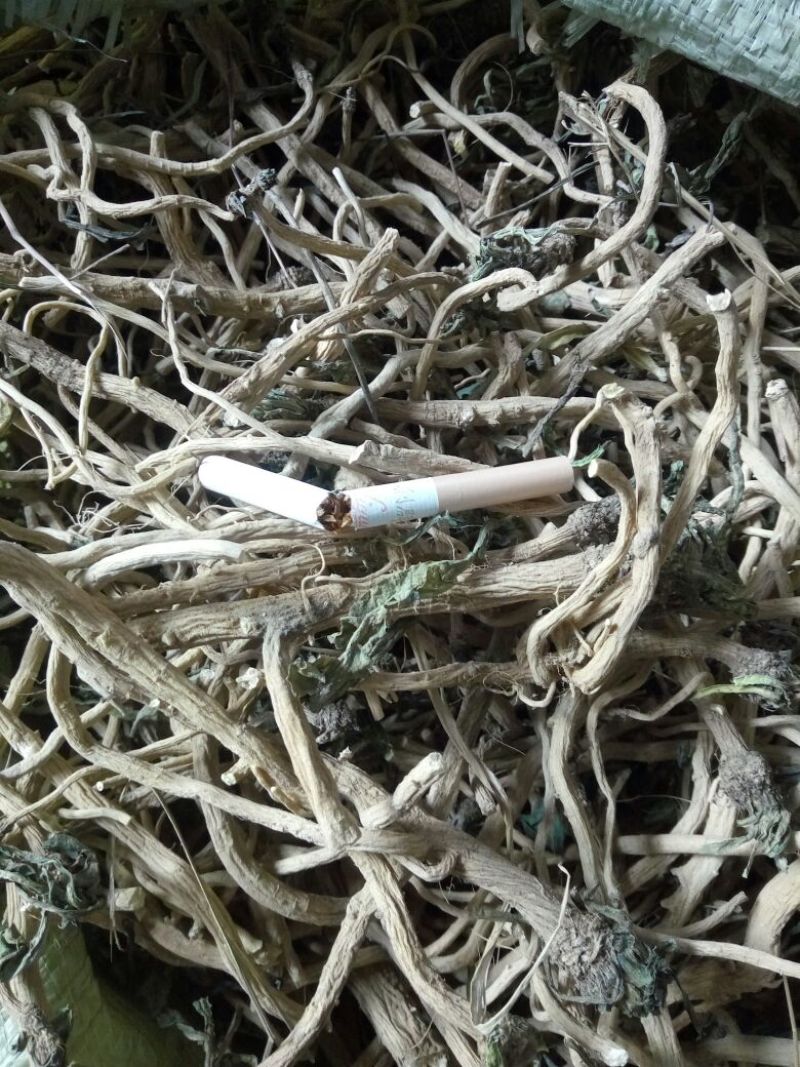 推荐新板蓝根种子批发中药材种子优质种子出芽率高量大从优