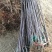 苹果苗中秋王苹果树苗80cm以上嫁接苹果树苗基地**