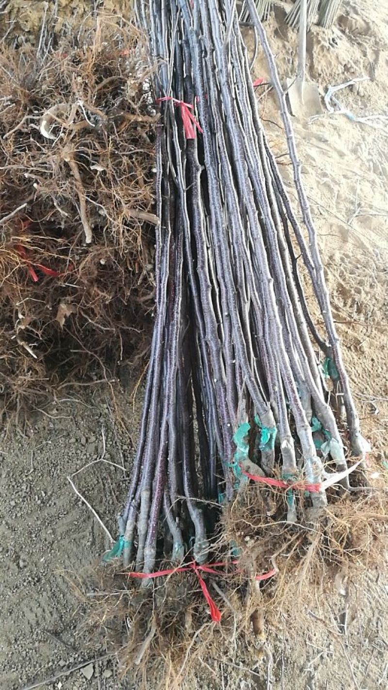 苹果苗中秋王苹果树苗80cm以上嫁接苹果树苗基地**