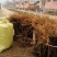 苹果苗中秋王苹果树苗80cm以上嫁接苹果树苗基地**