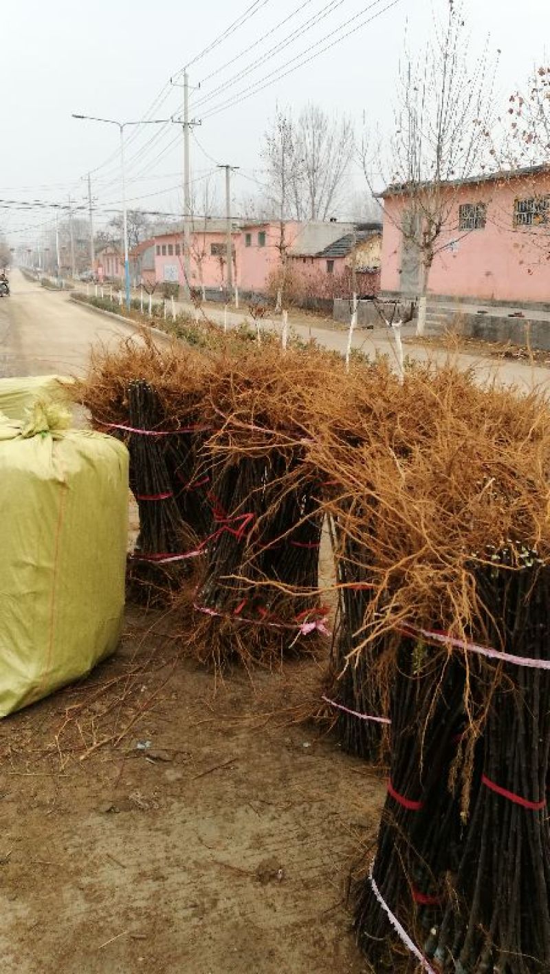 苹果苗中秋王苹果树苗80cm以上嫁接苹果树苗基地**