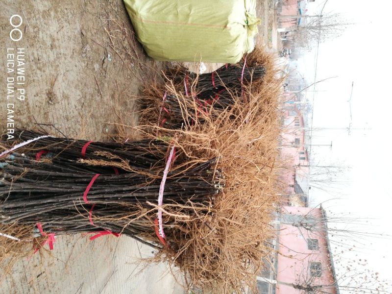 苹果苗中秋王苹果树苗80cm以上嫁接苹果树苗基地**