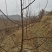 苹果苗中秋王苹果树苗80cm以上嫁接苹果树苗基地**