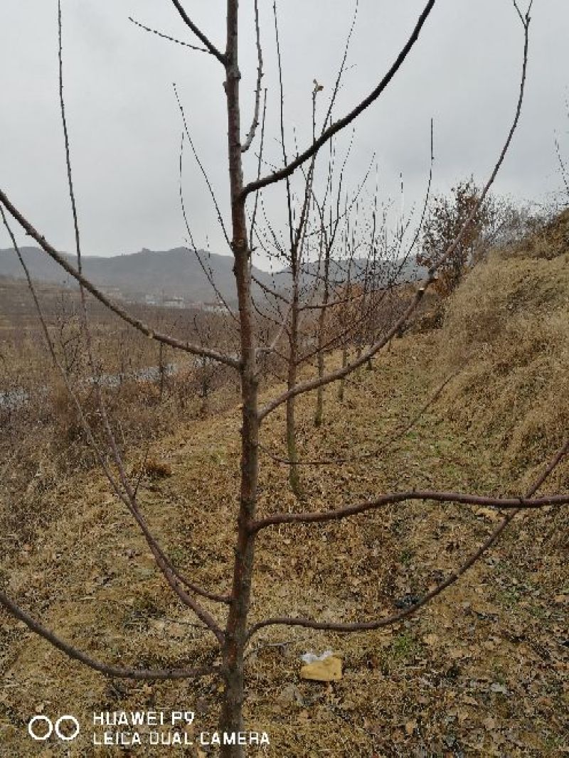 苹果苗中秋王苹果树苗80cm以上嫁接苹果树苗基地**