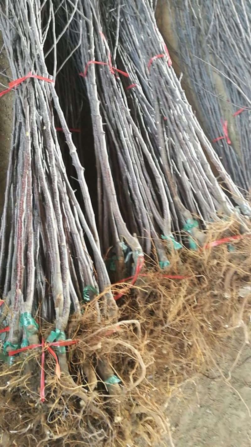 苹果苗中秋王苹果树苗80cm以上嫁接苹果树苗基地**