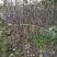 苹果苗中秋王苹果树苗80cm以上嫁接苹果树苗基地**