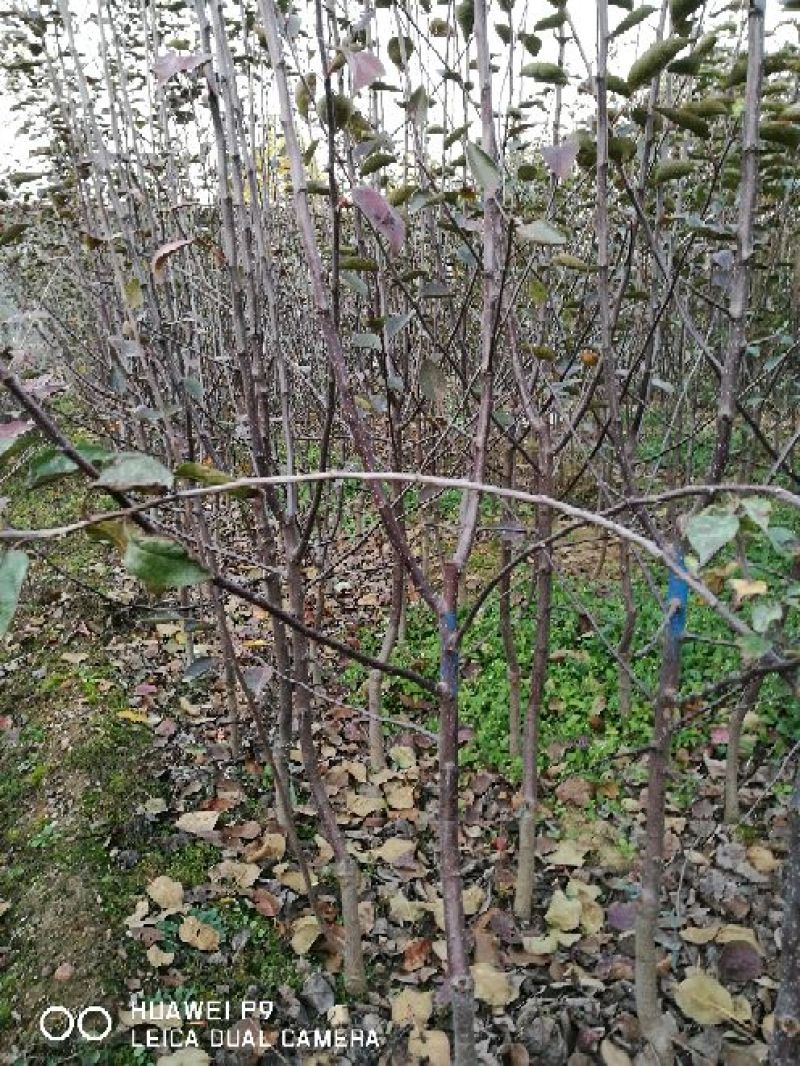 苹果苗中秋王苹果树苗80cm以上嫁接苹果树苗基地**