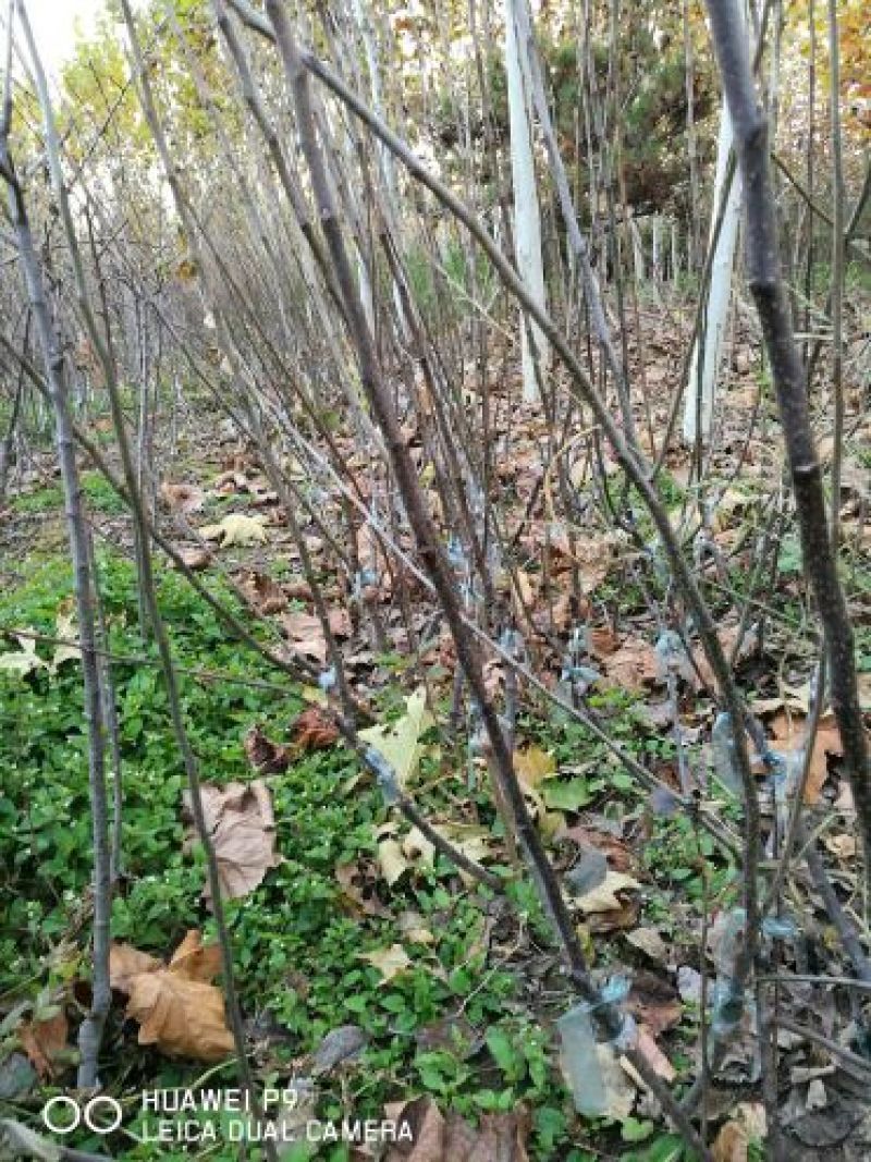 苹果苗中秋王苹果树苗80cm以上嫁接苹果树苗基地**