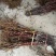苹果苗中秋王苹果树苗80cm以上嫁接苹果树苗基地**
