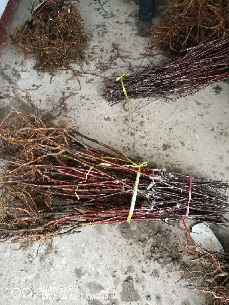 苹果苗中秋王苹果树苗80cm以上嫁接苹果树苗基地**