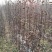 苹果苗中秋王苹果树苗80cm以上嫁接苹果树苗基地**