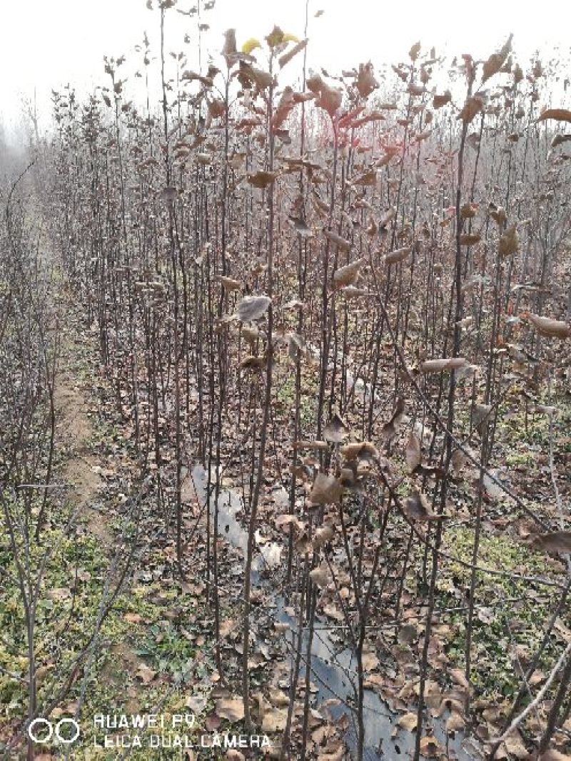 苹果苗中秋王苹果树苗80cm以上嫁接苹果树苗基地**