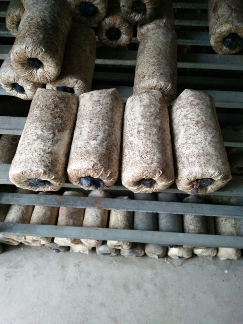【精品】香菇菌种栽培种大量供应来自香菇之乡西峡欢迎电联