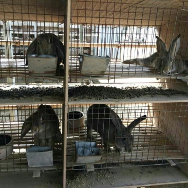 比利时种兔，肉兔品种，肉兔种兔，上门建场、包教技术包回收