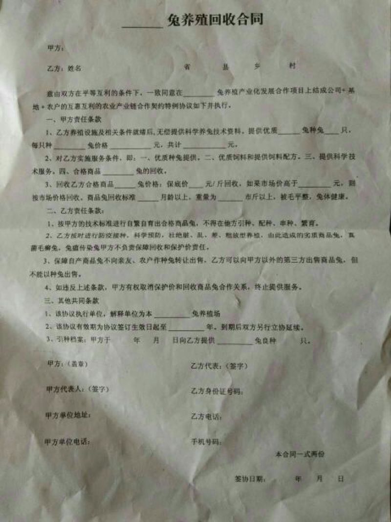 比利时种兔，肉兔品种，肉兔种兔，上门建场、包教技术包回收