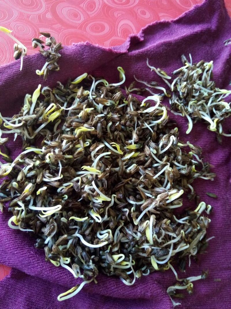 推荐牛膝种子，纯新牛膝种子，加工好的牛膝种子