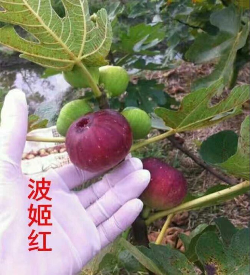 无花果苗