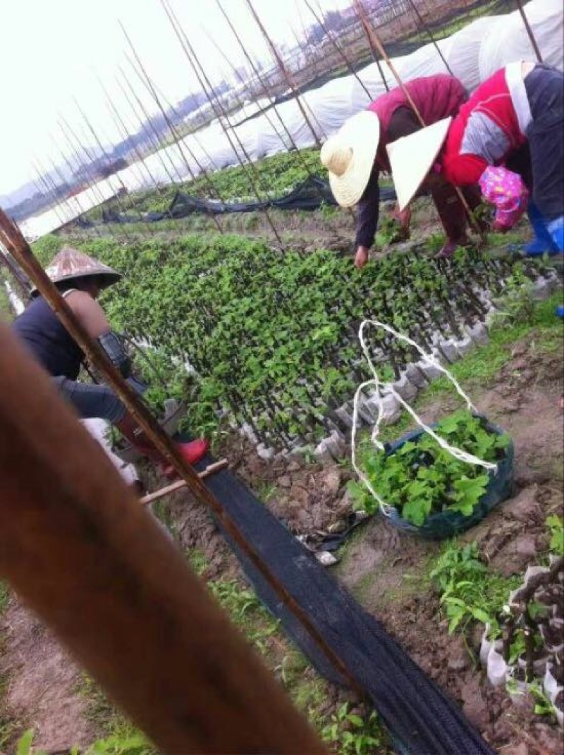 无花果苗