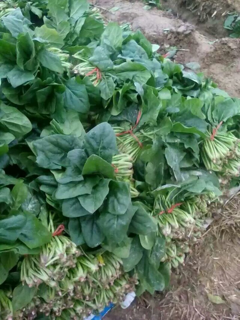 菠菜15~20厘米