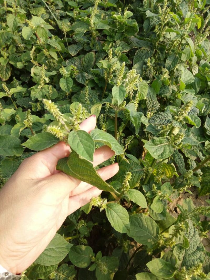 推荐牛膝种子，纯新牛膝种子，加工好的牛膝种子